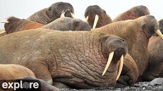 Walrus in Alaska
