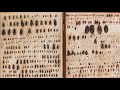 Darwin Beetles
