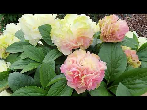 What happened? Why haven't I made a new video in so long?