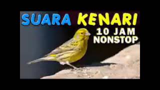 Download lagu masteran kenari 10 jam nonstop #kenari #masteranburung #masterankenari #masteran10jam mp3 Download lagu masteran kenari 10 jam nonstop #kenari #masteranburung #masterankenari #masteran10jam mp3