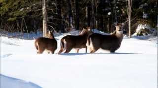 preview picture of video 'Michael Maloney's Enduring Hearts of New Brunswick White Tailed Deer'