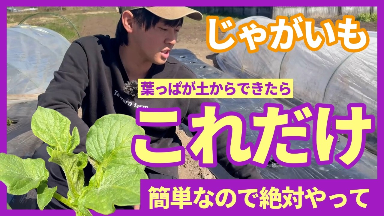 【じゃがいも】葉っぱがで土から出てき始めたら必ずやって欲しいこと