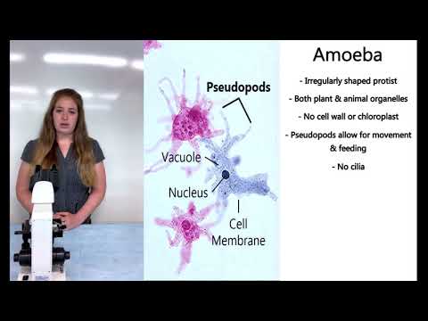 Station 8  Amoebas