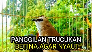 Download lagu Suara burung trucuk betina memanggil jantan jadikan trucukan gacor seketika mp3