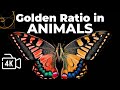 Golden Ratio In Animals Golden Ratio In Nature Golden Ratio Explained Funny Animals Wildlife
