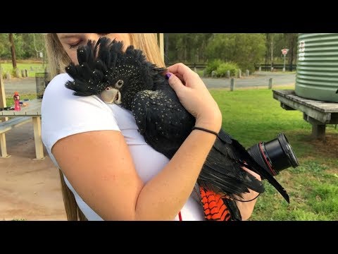 download lagu mp3 mp4 Red Tailed Black Cockatoo, download lagu Red Tailed Black Cockatoo gratis, unduh video klip Red Tailed Black Cockatoo