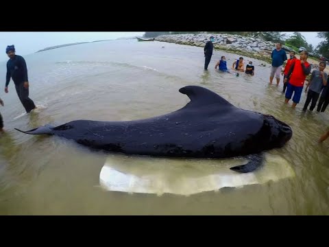 80 garbage bags eaten: Whale dies from plastic