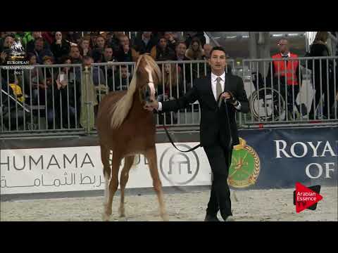 N.107 MC CHANEL BY DAVIDE - Verona 2017 - Yearling Fillies (Class 1A)