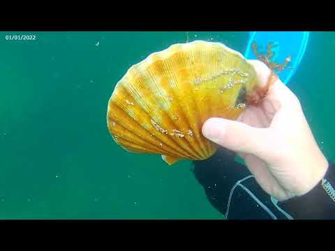 Diving for Scallops in western Isles Scotland.