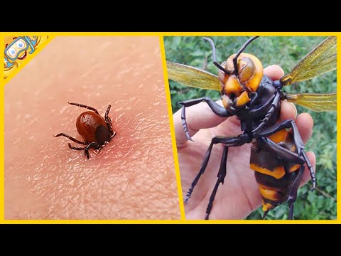 , title : '10 Nejnebezpečnějších Druhů Hmyzu Na Světě'