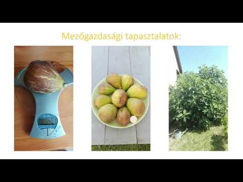 Mezogazdasagi tapasztalatok Ormus 7. rész