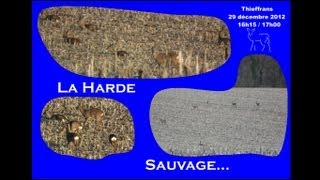 preview picture of video 'La Harde Sauvage...'