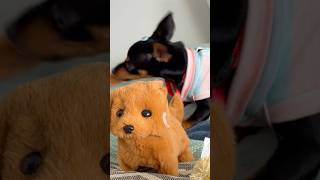 Pity não tem jeito 🤣🐶