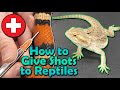 How to give Injections to Snakes and Lizards