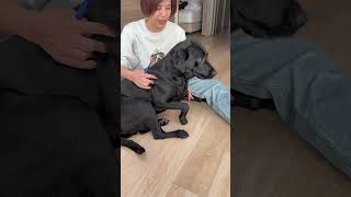 全盲じゅんじゅんと盲導犬ライズの日常Vlog