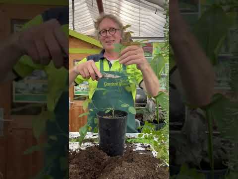 Propagating roses with cuttings.