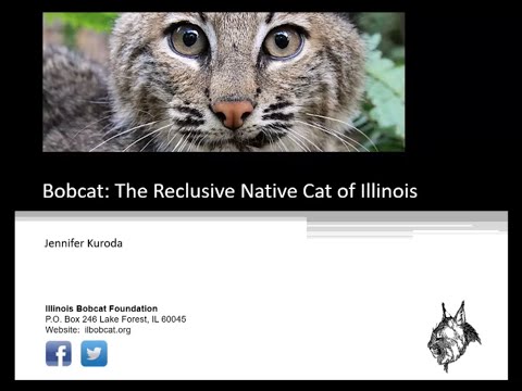 Bobcat: The Reclusive Native Cat of Illinois