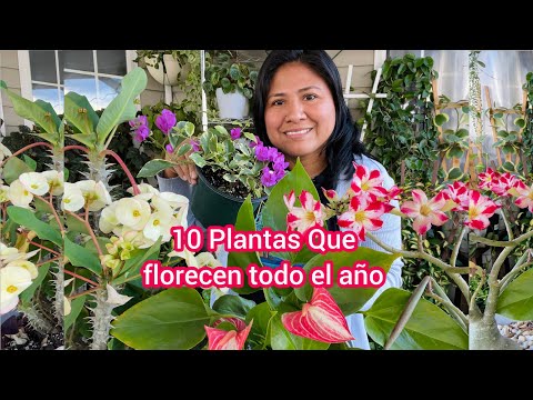 , title : '10 Plantas que florecen todo el año para interior y exterior'