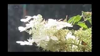 Jonathan Pagé-------------Losing myself-(Brazilian Girls)