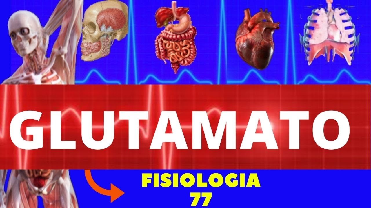 GLUTAMATO - NEUROTRANSMISSOR (FISIOLOGIA DE GUYTON) - FISIOLOGIA DO GLUTAMATO - NEUROFISIOLOGIA