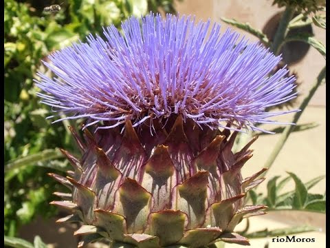 Cardo comestible: Cynara cardunculus