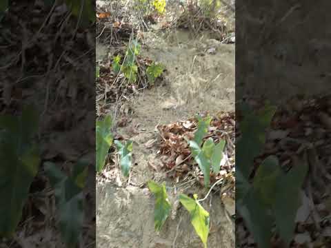 mamaluco município de são Roberto