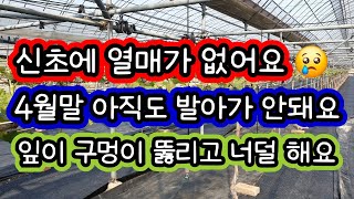 4월말 포도밭 문제 (빈열매가지,  휴면병, 장님노린재 피해)
