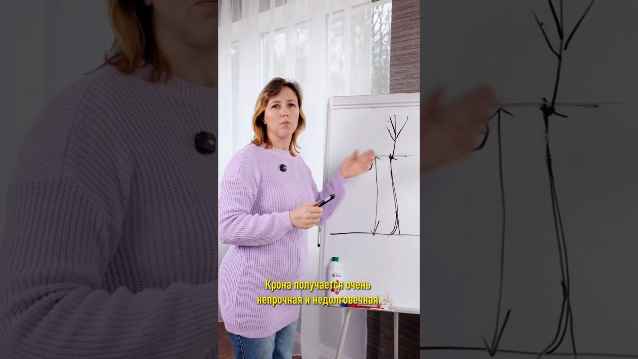 Спасаем грушу от разломов! Как обрезать молодое дерево, если на верхушке сразу три побега