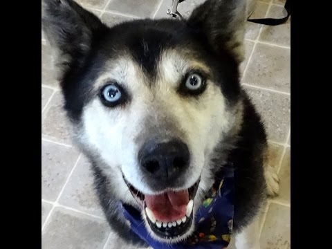 KENAI-Adopted, an adopted Siberian Husky in Indianapolis, IN_image-1