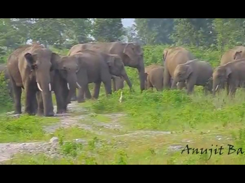 Big Elephant Herd at Indo Nepal Border