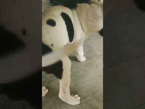 suba jeeva lathika sisters create 🤣🤣 #comedy funny videos #dogcomedy subscribe please 🥺❤️