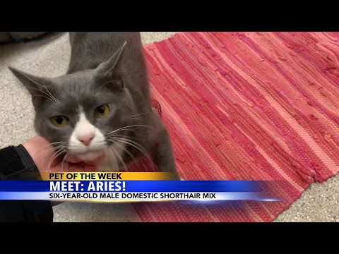 Pet of the Week: Aries - YouTube