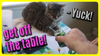 How to stop your cat jumping up on the table