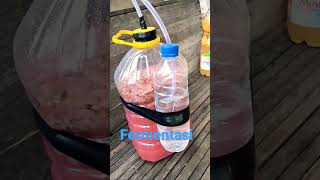 Download lagu Cara bikin wine sendiri || Fermentasi anggur mp3