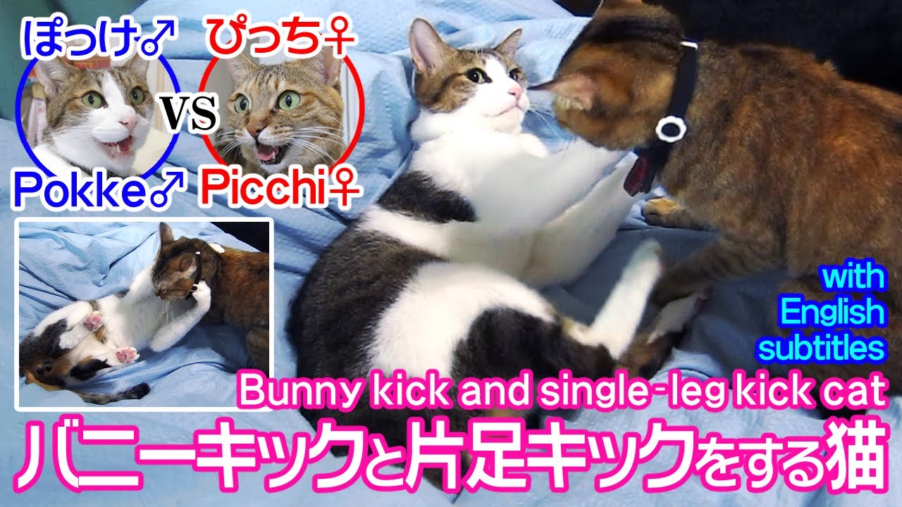 バニーキックと片足キックをする猫～ぽっけ♂VSぴっち♀～Bunny kick and single-leg kick cat～Pokke♂ VS Picchi♀～2016.01.26.