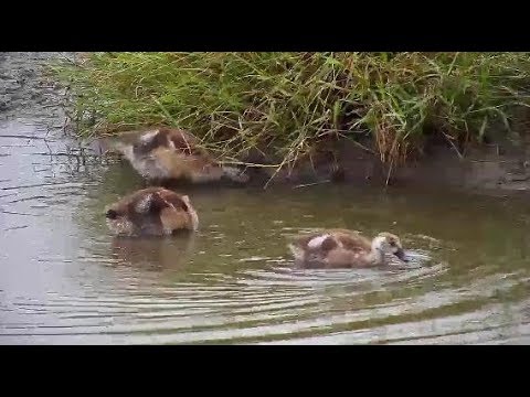 Djuma: Egyptian Goose family - 08:00 - 04/08/20