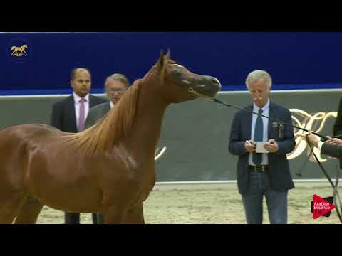 N 150 A L R  ALRASHEED   Dubai 2019   Colts in 2 years old Class 10