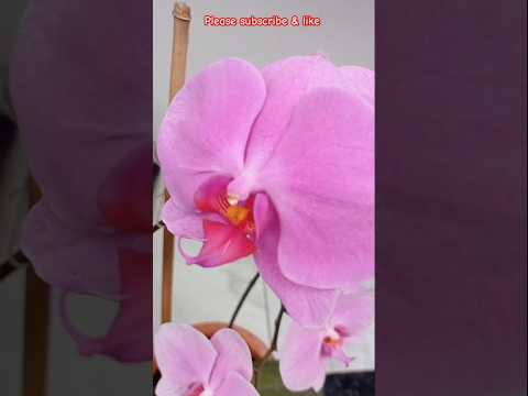 beautiful orchid #flowers #shots #like #flowertypes #nature #love