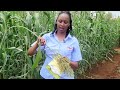 Alternative To Maize Silage Sorghum And Millet Yield Higher On Dry Fields