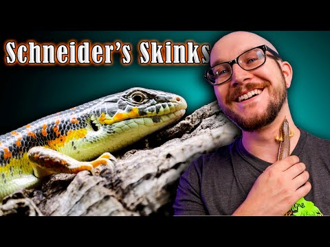 The Most Underrated Reptile EVER | Why Schneider's Skinks Are The Best Pet Lizard