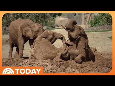 Exclusive: San Diego Zoo Reveals Elephant Valley Park on TODAY