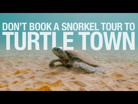 download lagu mp3 mp4 Sea Turtles Maui, download lagu Sea Turtles Maui gratis, unduh video klip Sea Turtles Maui
