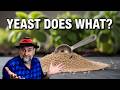 Is Yeast Fertilizer The GAME CHANGER For Your Plants