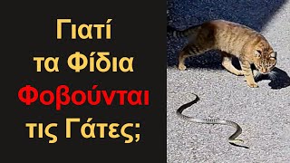Γιατί οι Γάτες  Δεν Φοβούνται τα Φίδια; Μάχη Χωρίς Έλεος! Σοκαριστικά Πλάνα!
