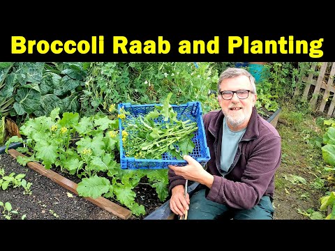 , title : 'Broccoli Raab | 45 day crop | Pak Choi | Tatsoi | Lettuce | Green Side Up'