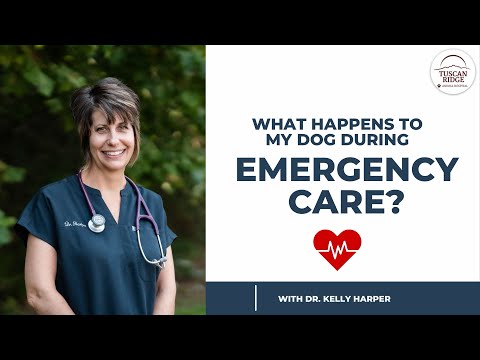 What Happens to My Dog During Emergency Care