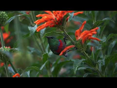 Nektárovka golierikatá (Cinnyris chalybeus) — správanie, biotop a hlas