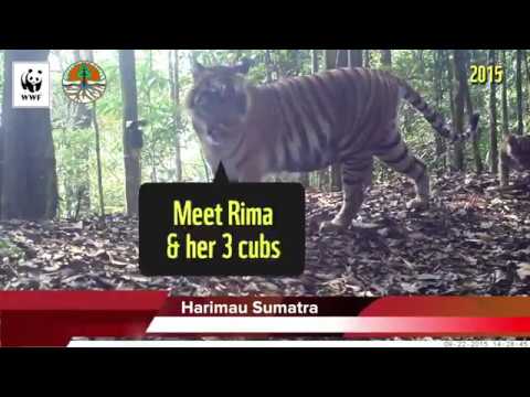 Terpantau Kamera, Keluarga Harimau Sumatra Berkembang Biak dengan Baik