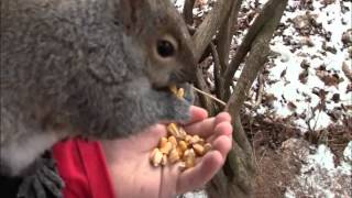 preview picture of video 'Amazing Tame Squirrels'