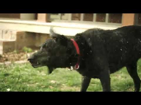 Merrick Grain Free Dry Dog Food Recipes Reviews
